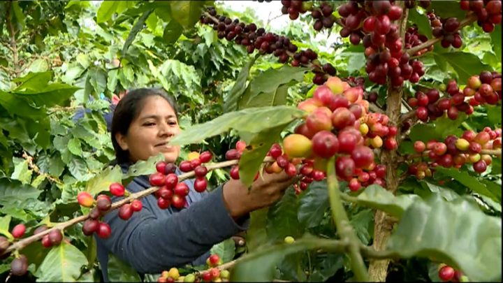 Avances de la producción de café en el ciclo agrícola 2021-2022 en Nicaragua
