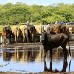 Nicaragua registra crecimiento de 9.6 por ciento de la producción de carne bovina