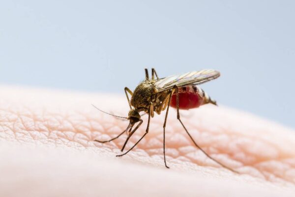 Disminuyen Casos de Malaria y Neumonía