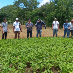Estudiantes de UNICAM conocen manejo sanitario del café
