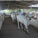 Finca Sebastián María trabaja en mejorar razas equinas