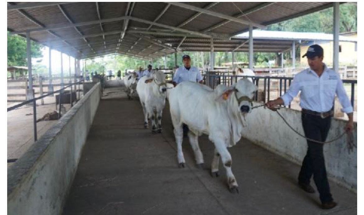 Finca Sebastián María trabaja en mejorar razas equinas