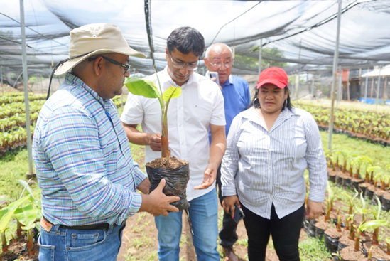 Finca San Felipe plantea incrementar producción de plátano en 2022