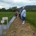Nueva variedad de arroz de riego en Nicaragua