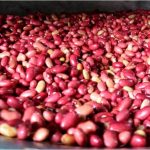 Cosecha de maíz y frijol rojo aumenta en Nicaragua