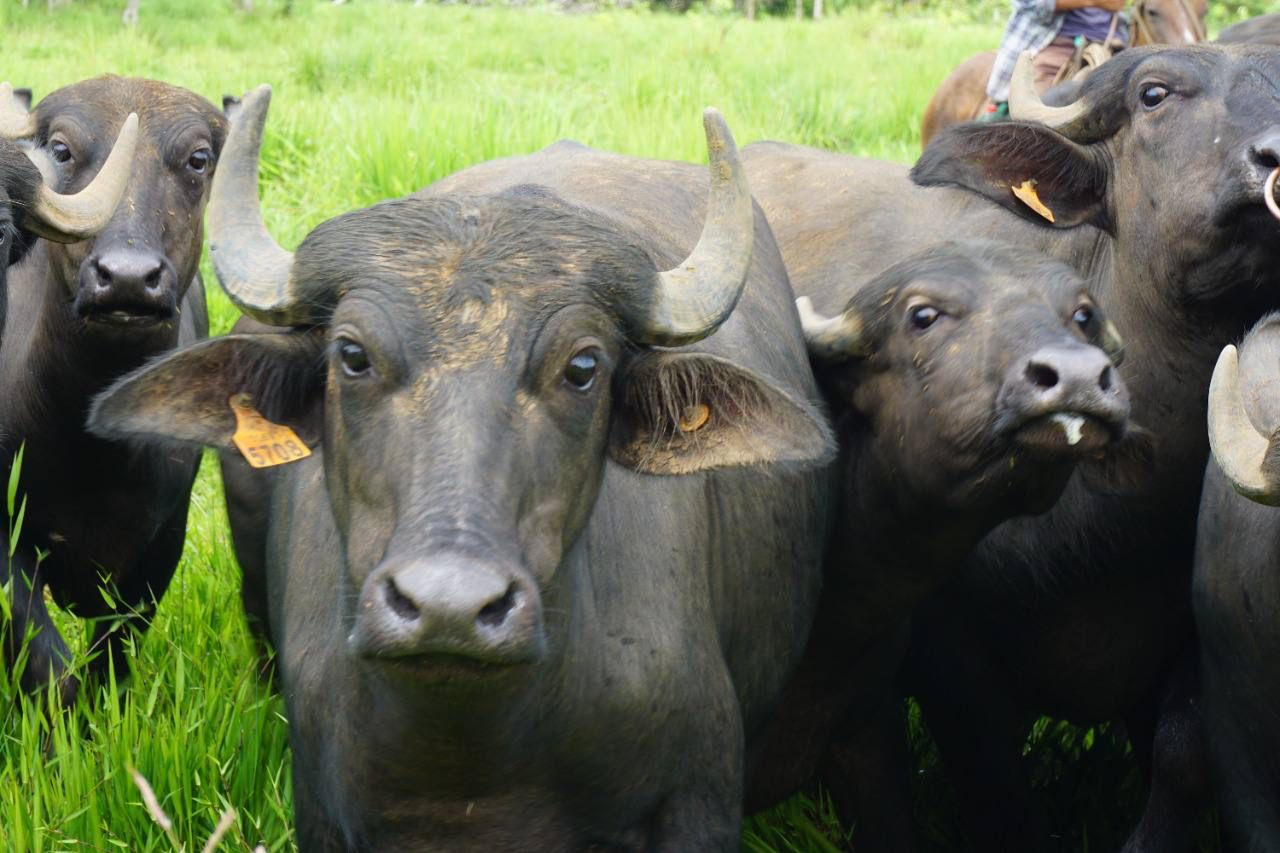 Intercambian experiencias sobre producción de búfalos de agua en Río San Juan