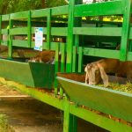 Nicaragua busca incrementar producción de ovinos y caprinos