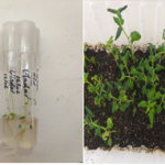 Nicaragua investiga nuevas variedades de papas originarias de Bielorrusia