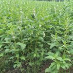 Nueva variedad de ajonjolí a disposición de los nicaragüenses