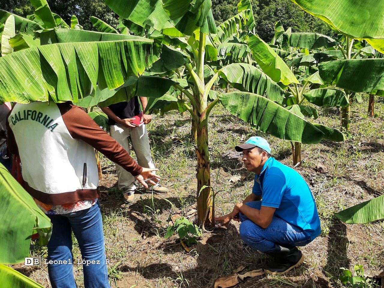 Productores adquieren técnicas para producir más plátanos en menos tiempo