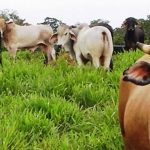 Nicaragua busca incrementar índices de producción de leche y carne