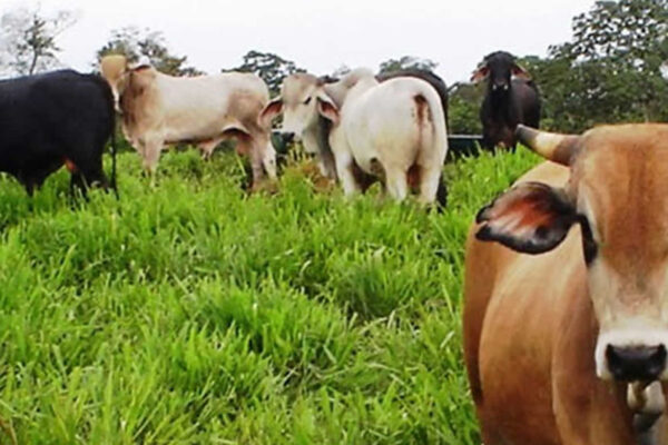 Nicaragua busca incrementar índices de producción de leche y carne