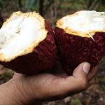 Nicaragua avanza en la consolidación de su cacao como referente mundial
