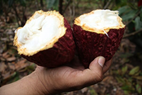 Nicaragua avanza en la consolidación de su cacao como referente mundial