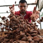 Cooperativa Flor de Dalia, fineza y aroma en el cacao