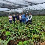 Caribe Norte se destaca por plantaciones agroforestales  de cacao fino