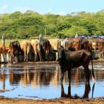 Nicaragua presenta potencial crecimiento de la ganadería bovina