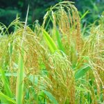 Primer ciclo 2022-2023 de arroz secano con buenos resultados