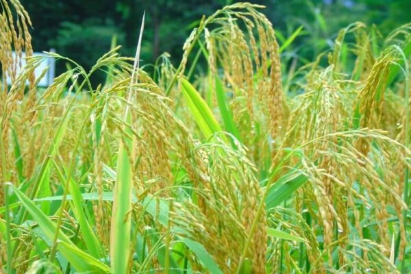 Primer ciclo 2022-2023 de arroz secano con buenos resultados