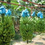 Nicaragua muestra significativo avance en producción de plátano y banano