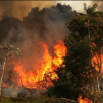 Amazonía brasileña sufre mayor foco de quemadas en un día