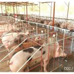 Producción nacional de carne de cerdo crece 2.5 por ciento