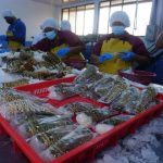 CAMPRESA se destaca por buen ritmo de exportación de mariscos
