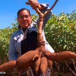 Aumenta producción nacional de yuca, malanga y quequisque en Nicaragua
