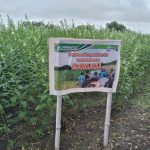 Nicaragua busca duplicar producción de ajonjolí