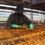 Conozca sobre la Empresa DOSELVA y su producción orgánica