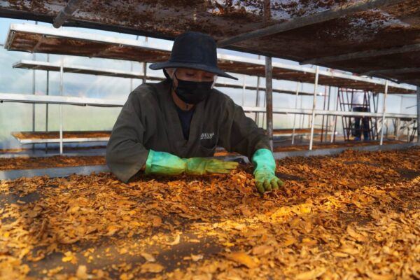 Conozca sobre la Empresa DOSELVA y su producción orgánica