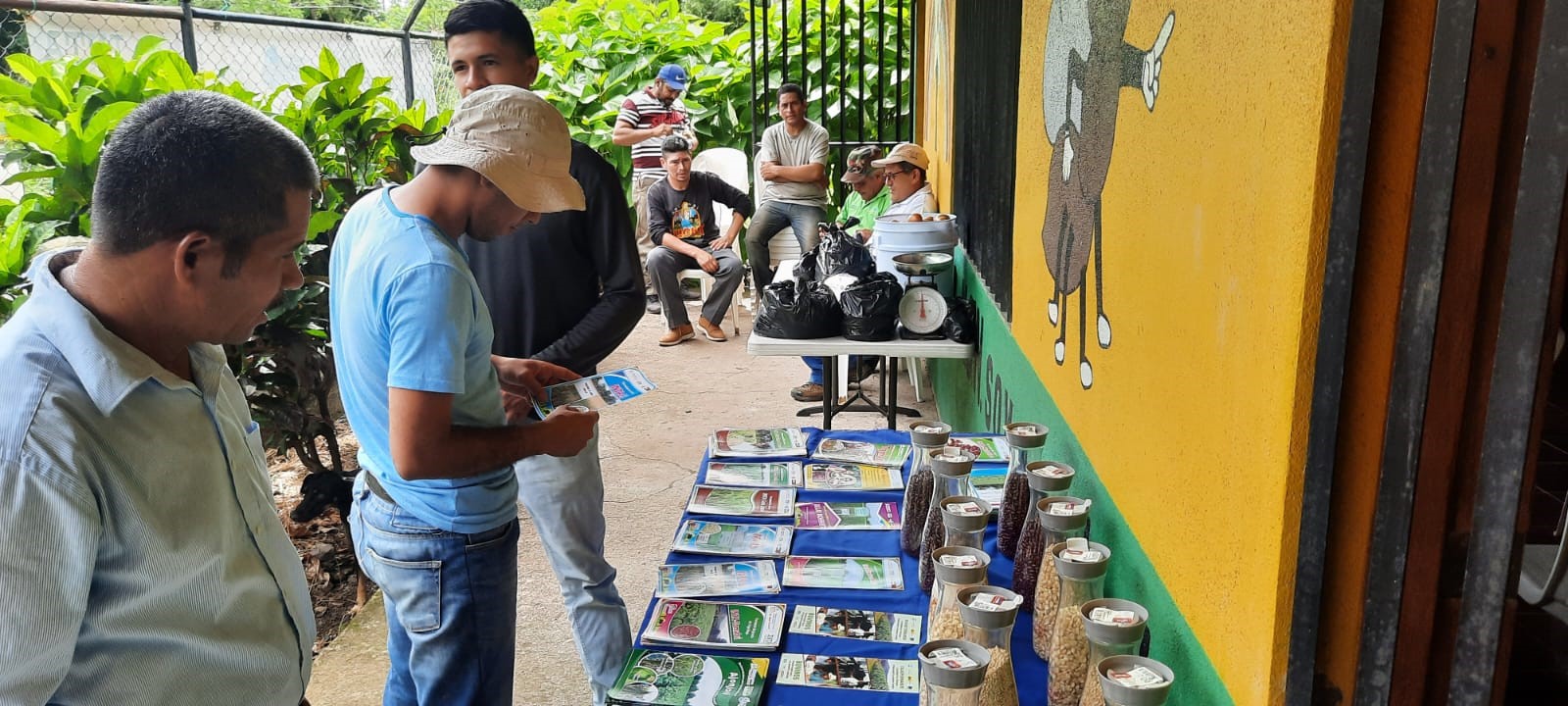 Productores nicaragüenses disponen de nuevas variedades de frijol