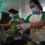 La Tomatoya y sus buenas prácticas de agrícolas