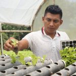 El Tempisque y su trabajo innovador en la producción de lechuga