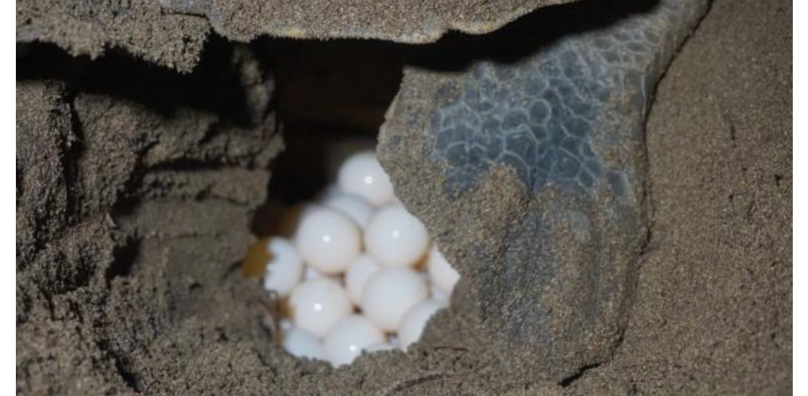 Inicia cuarta arriba masiva de tortugas en Nicaragua