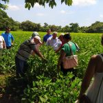 Nicaragua ya cuenta con nueva variedad de soya