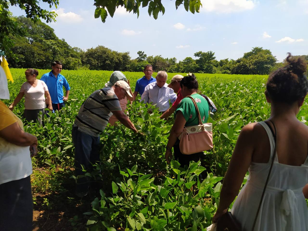 Nicaragua ya cuenta con nueva variedad de soya