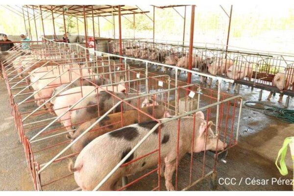 Crece producción de carne de cerdo en Nicaragua