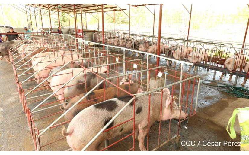 Crece producción de carne de cerdo en Nicaragua