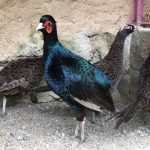 Criadero San Pedrano destaca por reproducción de aves exóticas en Nicaragua