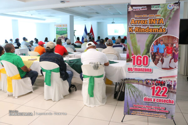 Innovación tecnológica fortalece producción de arroz secano en Nicaragua