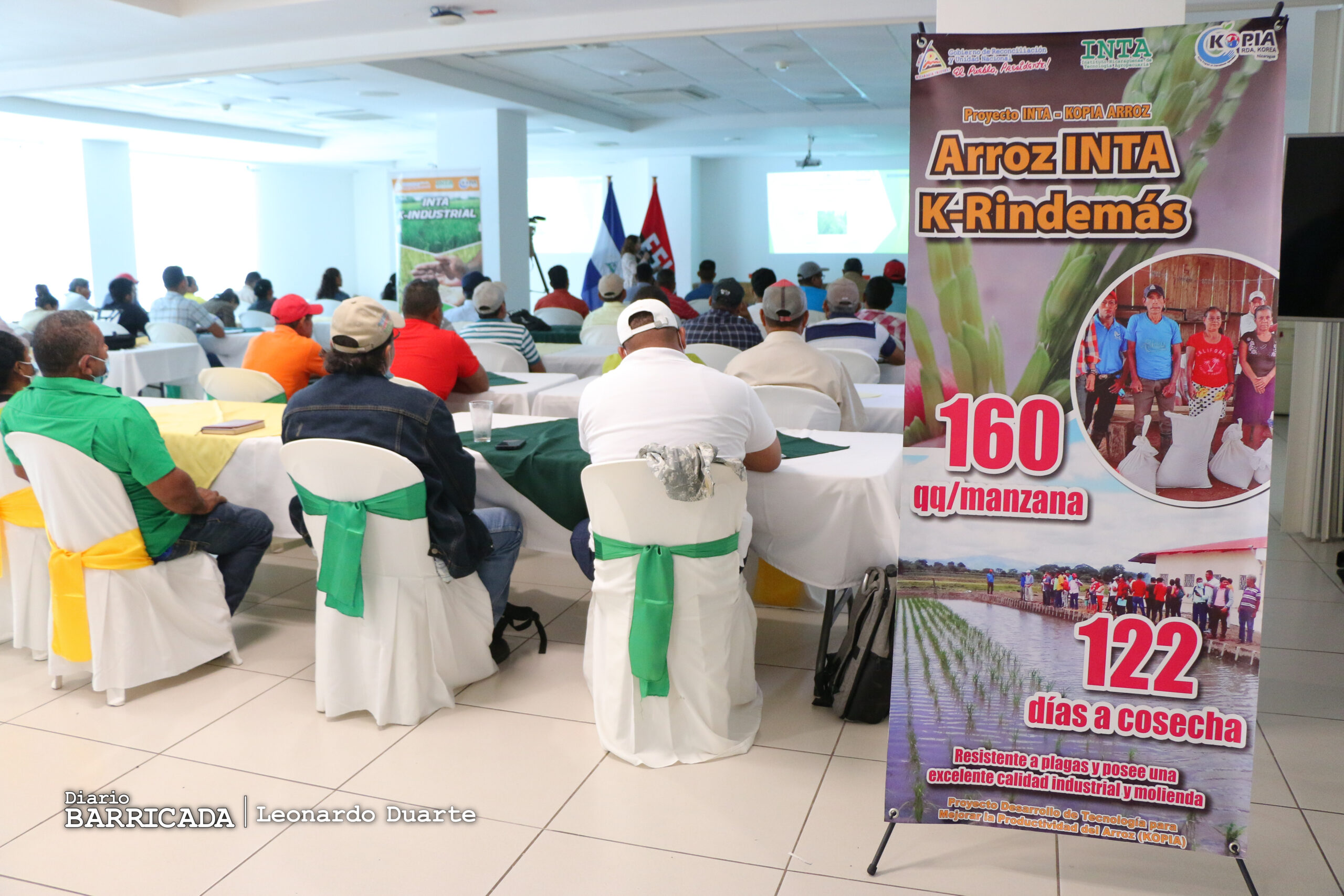 Innovación tecnológica fortalece producción de arroz secano en Nicaragua