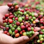 Nicaragua inicia estudio nacional del rubro del café