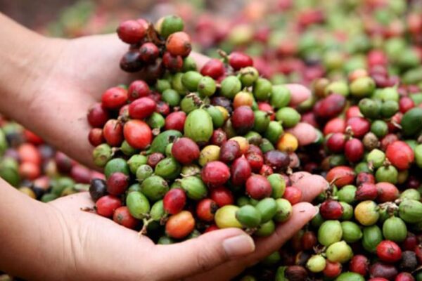 Nicaragua inicia estudio nacional del rubro del café