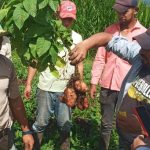 Nicaragua estudia nuevas variedades de papa originarias de Bielorrusia