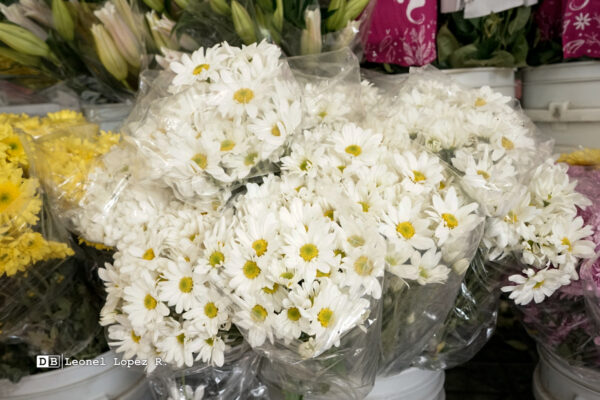 Tres flores típicas del Día de los Difuntos en Nicaragua