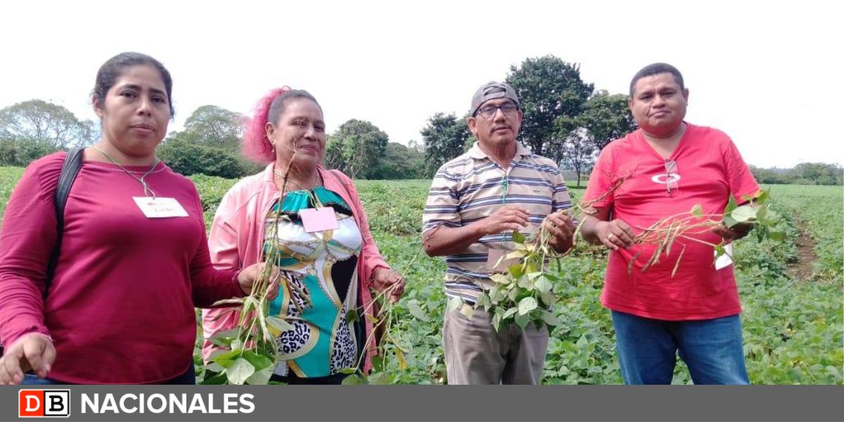 Nueva variedad de frijol rojo a disposición de nicaragüenses