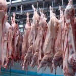 Incrementa producción nacional de carne de cerdo en Nicaragua