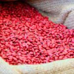 Nicaragua: 1,4 millones de quintales de frijol rojo durante época de postrera