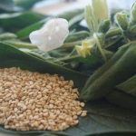 Nicaragua dispone de nueva variedad de ajonjolí blanco